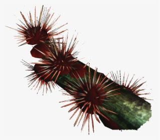 Transparent Sea Urchin Png - Hedgehog Cactus, Png Download, Transparent PNG