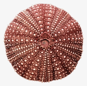 Pin Sea Urchin Clipart Transp - Red Sea Urchin Shell, Strongylocentrotus Sp., HD Png Download, Transparent PNG
