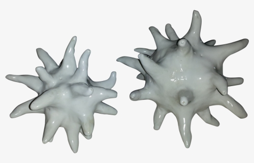 Transparent Sea Urchin Png - Starfish, Png Download, Transparent PNG