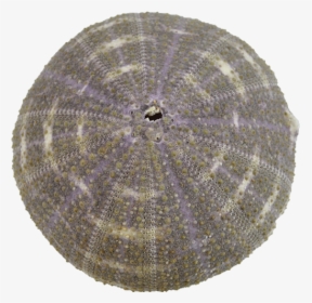 Sea Urchin Png, Transparent Png, Transparent PNG
