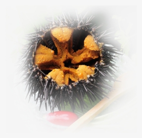Image - Image - Image - Sea Urchin , Png Download - Sea Urchin, Transparent Png, Transparent PNG