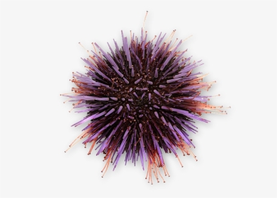 Sea Urchin, HD Png Download, Transparent PNG