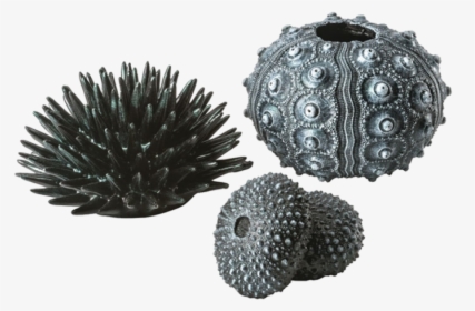 Biorb Zee Egels, HD Png Download, Transparent PNG