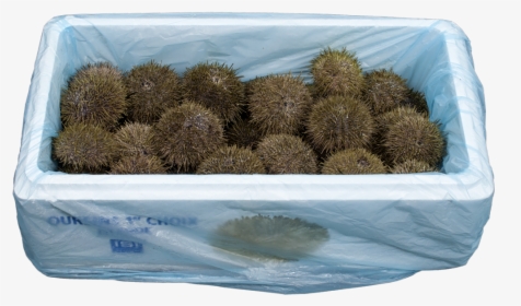 Icelandic Sea Urchin, HD Png Download, Transparent PNG