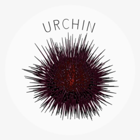 Sea Urchin, HD Png Download, Transparent PNG