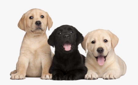 Labrador Retriever Png - Labrador Puppies Png, Transparent Png, Transparent PNG