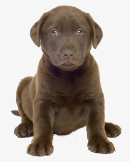 Labrador Png Transparent Image - Chocolate Lab Puppy Png, Png Download, Transparent PNG