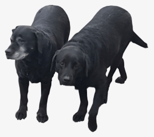 Black Labradors Transparent Background Dog - Black Labrador No Background, HD Png Download, Transparent PNG