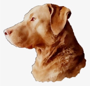 Labrador Breed Dog Gun Snout Retriever Clipart - Companion Dog, HD Png Download, Transparent PNG