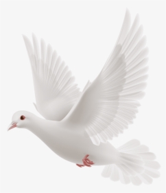 White-dove - Transparent White Dove Png, Png Download, Transparent PNG