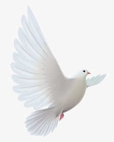 #mq #white #dove #bird #birds - Dove Picsart Bird Hd, HD Png Download, Transparent PNG
