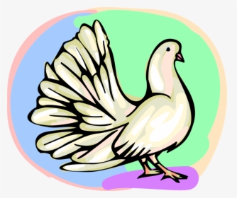 Vector Illustration Of White Dove Bird With Tail Feathers, HD Png Download, Transparent PNG