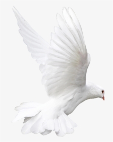 Rock Dove Bird White Animal - White Doves Png, Transparent Png, Transparent PNG