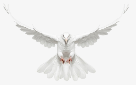 White Doves Png, Transparent Png, Transparent PNG