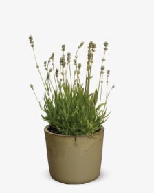 Flowerpot, HD Png Download, Transparent PNG