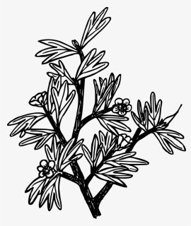 Line Art,plant,flora - Coloring Page, HD Png Download, Transparent PNG