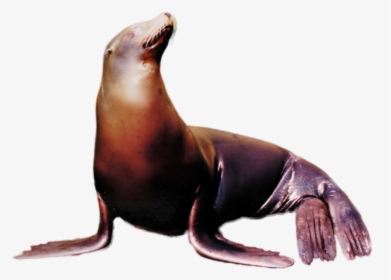 Hungry Shark Fanon Wiki - Sea Lion Transparent Png, Png Download, Transparent PNG
