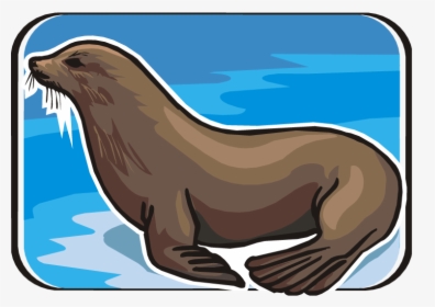 Sea Lion Clip Art - Clip Art, HD Png Download, Transparent PNG