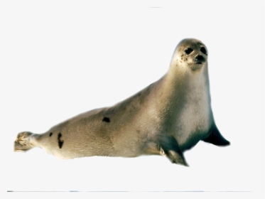 Walrus Clipart Transparent Background Sea Creature - Harp Seal, HD Png Download, Transparent PNG