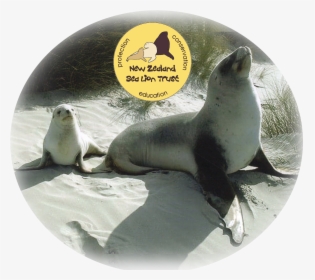 Transparent Sea Lion Png - California Sea Lion, Png Download, Transparent PNG