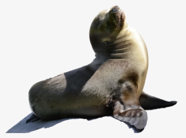 Transparent Sea Lion Png - Robbe Baby, Png Download, Transparent PNG