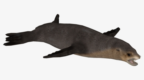 Australian Sea Lion Png, Transparent Png, Transparent PNG
