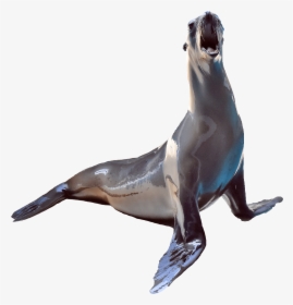 California Sea Lion - Penguin, HD Png Download, Transparent PNG