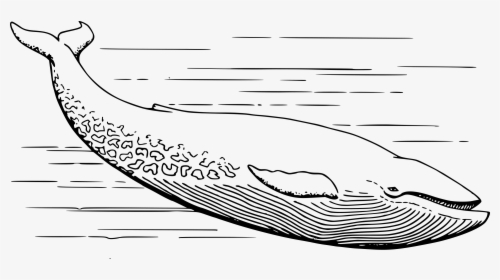Blue Whale Clip Arts - Blue Whale Clipart Black And White, HD Png Download, Transparent PNG