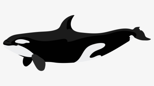 Orca Png Clip Art - Killer Whale Orca Png, Transparent Png, Transparent PNG
