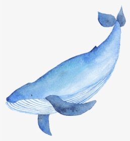 Drawn Whale Catoon - Whales, HD Png Download, Transparent PNG
