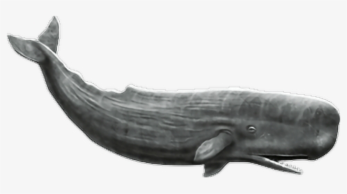 Sperm Whale No Background , Transparent Cartoons - Whale Png, Png Download, Transparent PNG