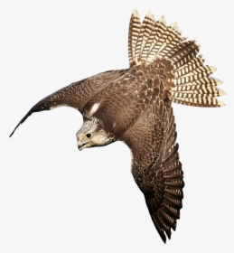 Eagle,wildlife,buzzard - Bird Of Prey Transparent, HD Png Download, Transparent PNG
