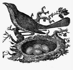 How To Draw Bird Nest - Cartoon Bird Nest Png, Transparent Png