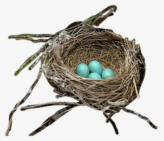 #bird #egg #nest #robin - Nest, HD Png Download, Transparent PNG