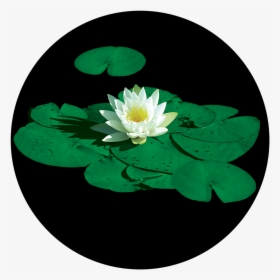 Lily Pad Flower, HD Png Download, Transparent PNG