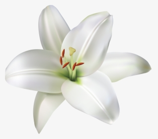 Lily Flower Png Clip Art, Transparent Png, Transparent PNG