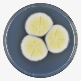 Aspergillus Pseudoterreus Cya - Boiled Egg, HD Png Download, Transparent PNG