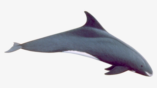 Pygmy Killer Whale - Pygmy Killer Whale Png, Transparent Png, Transparent PNG