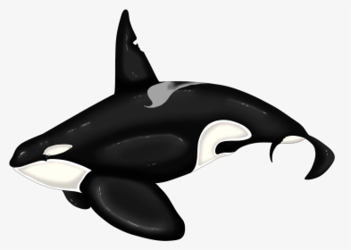 Killer Whale Dolphin Beluga Whale - Killer Whale, HD Png Download, Transparent PNG