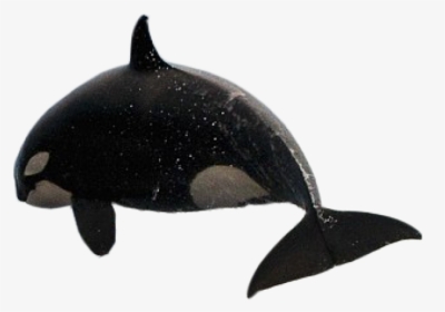 Killer Whale Png Transparent Images - Orca Gif Transparent Background, Png Download, Transparent PNG