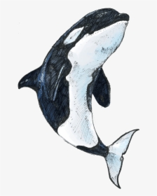 Transparent Killer Whale Png - Killer Whale, Png Download, Transparent PNG