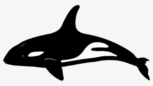 Killer Whale Dolphin Vector Graphics Portable Network - Killer Whale, HD Png Download, Transparent PNG