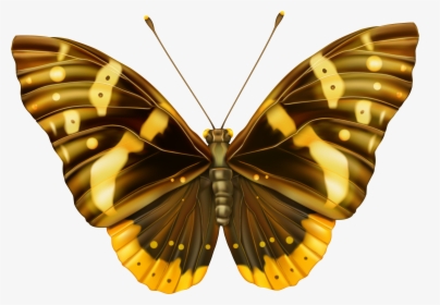 Yellow Butterfly Png - Yellow And Black Butterfly Png, Transparent Png, Transparent PNG