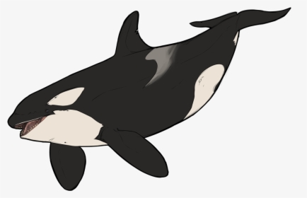 Killer Whale Dolphin Wildlife Animal - Animated Killer Whale, HD Png Download, Transparent PNG