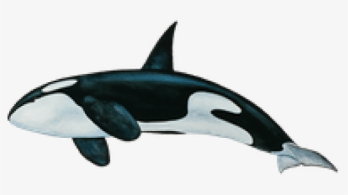 Killer Whale Png Transparent Images - Transparent Whale Png, Png Download, Transparent PNG