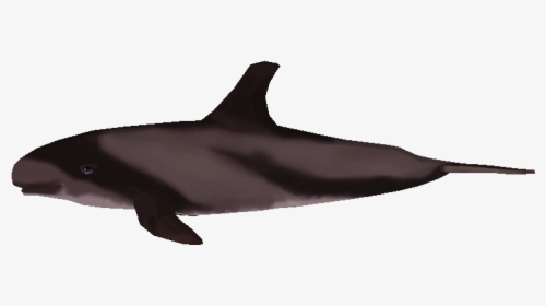 Download Zip Archive - Wholphin, HD Png Download, Transparent PNG