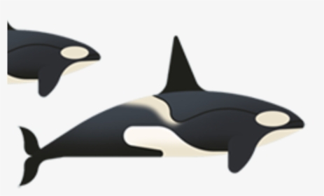 Killer Whale, HD Png Download, Transparent PNG