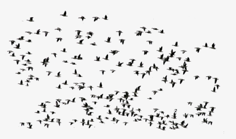 Group Flying Birds Png - Birds Fly Png Transparent, Png Download, Transparent PNG