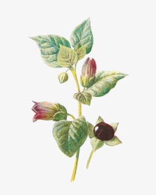 Flower Wildflower Deadly Nightshade Image Illustration - Dwale, Or Deadly Nightshade, HD Png Download, Transparent PNG