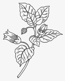 Atropa Belladonna, Deadly Nightshade, Plants, Leaves - Belladonna Clipart, HD Png Download, Transparent PNG